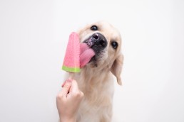 Diabetes Animal - Nanni Laboratorios